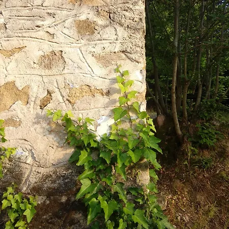 Dendrocopos Medius Arnaía